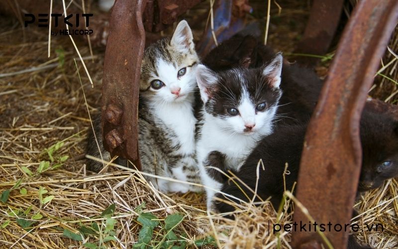 Bệnh giảm bạch cầu ở mèo có lây không