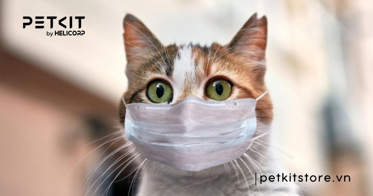 Mèo có bị cảm lạnh không