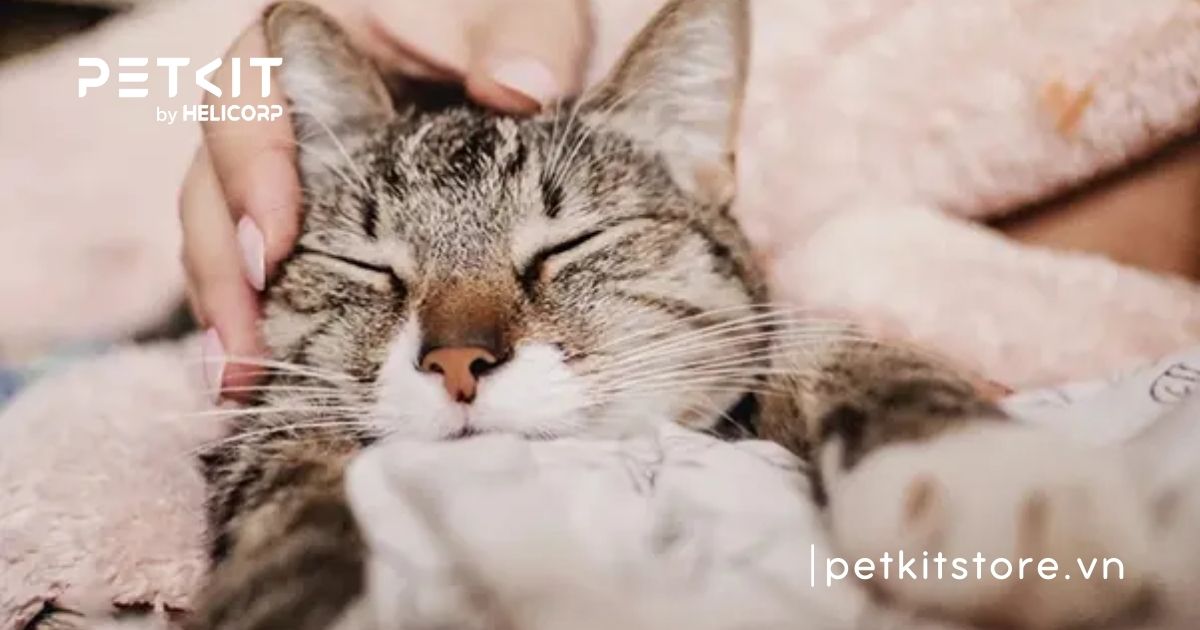 Mèo có bị cảm lạnh không