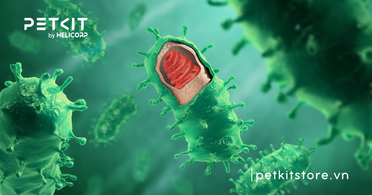 mèo có bị dại không