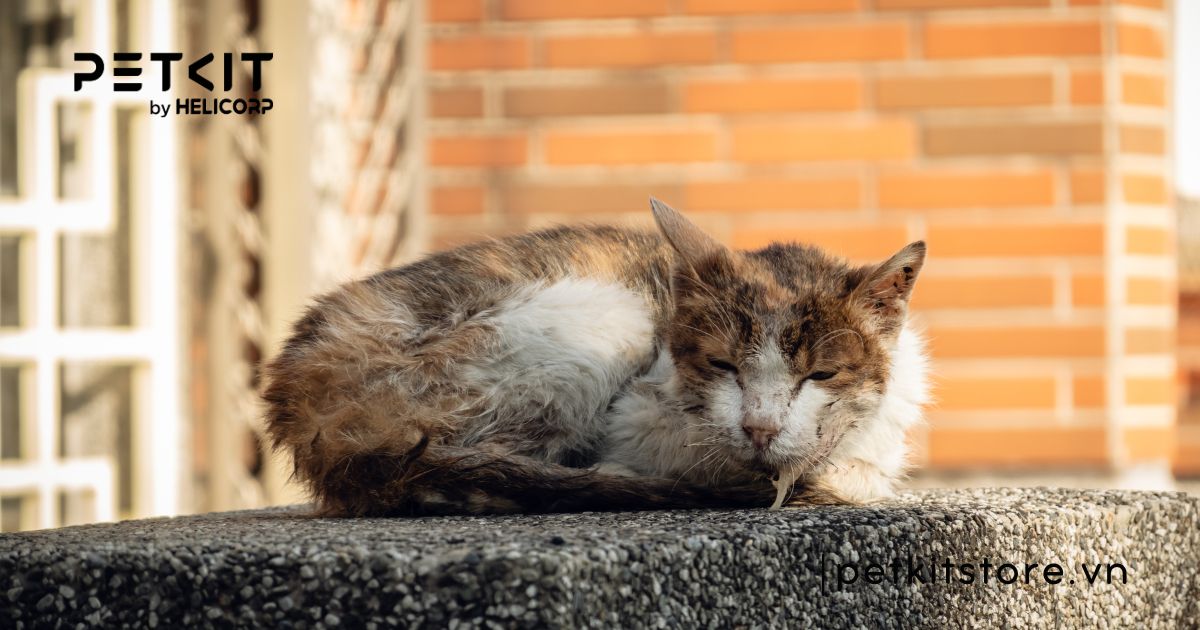 mèo có bị dại không