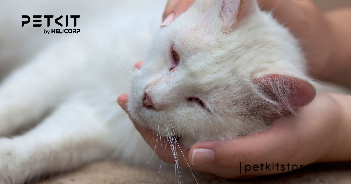 mèo có bị dại không