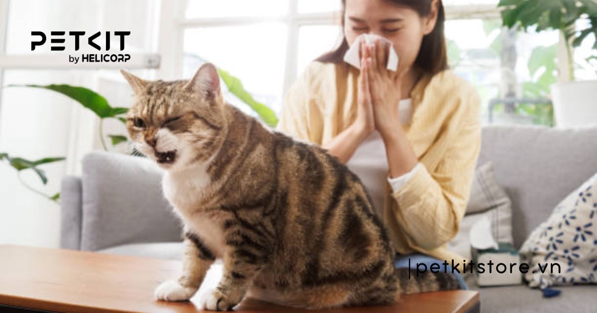 Mèo có bị lây cảm từ người không