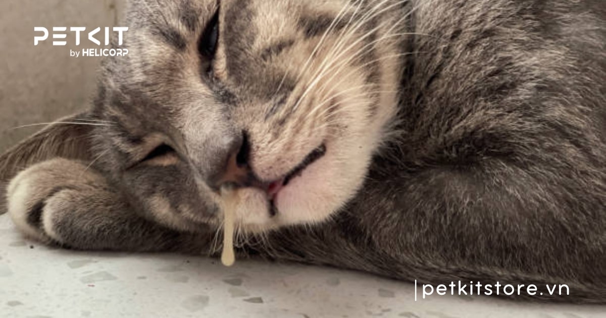 Mèo có bị lây cảm từ người không