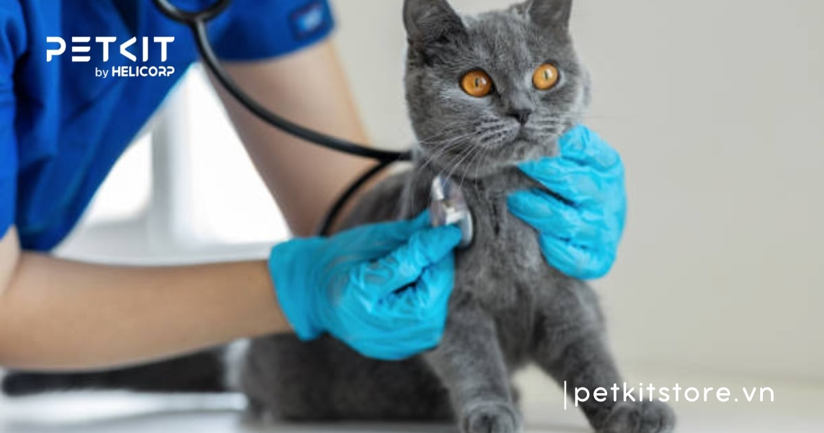 Mèo có bị lây cảm từ người không