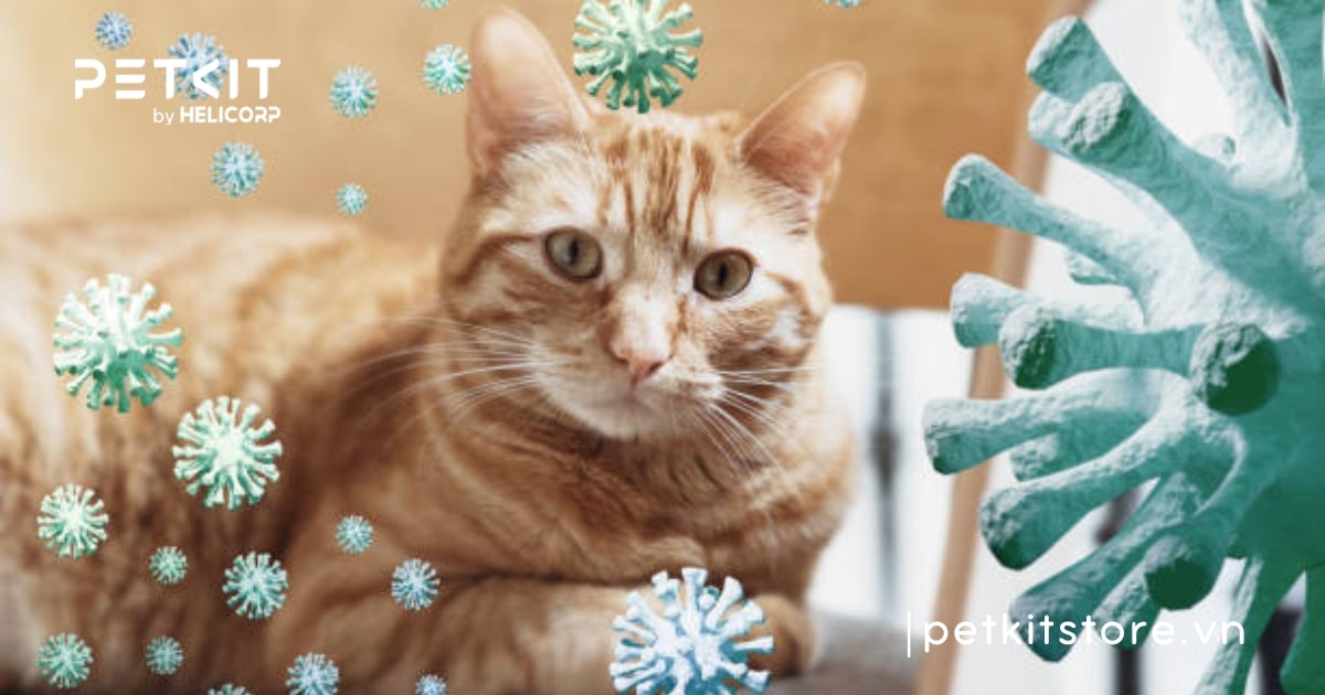 Mèo có bị lây cảm từ người không