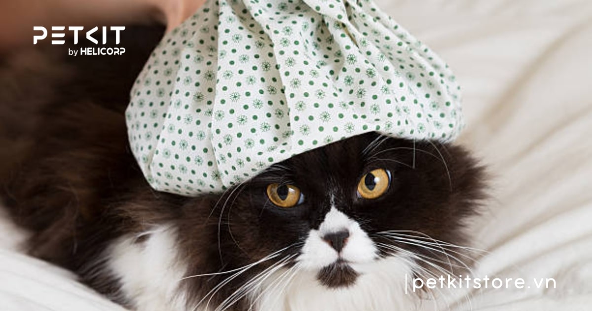 Mèo có bị lây cảm từ người không