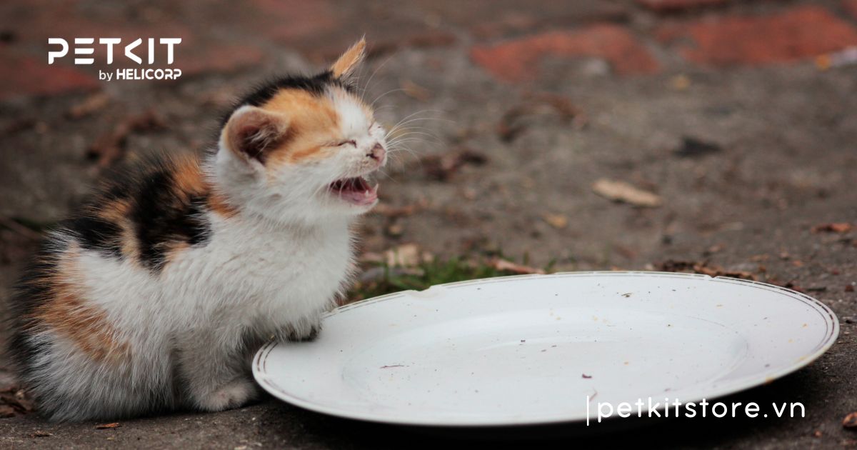 mèo có thể nhịn đói bao lâu