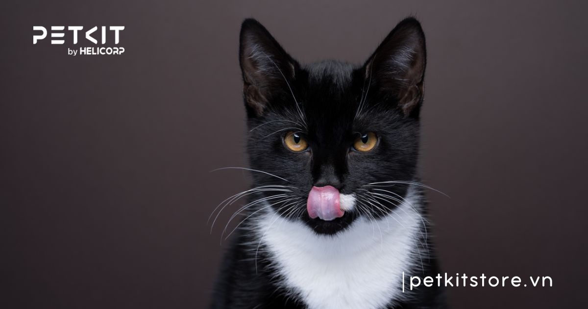 mèo có thể nhịn đói bao lâu