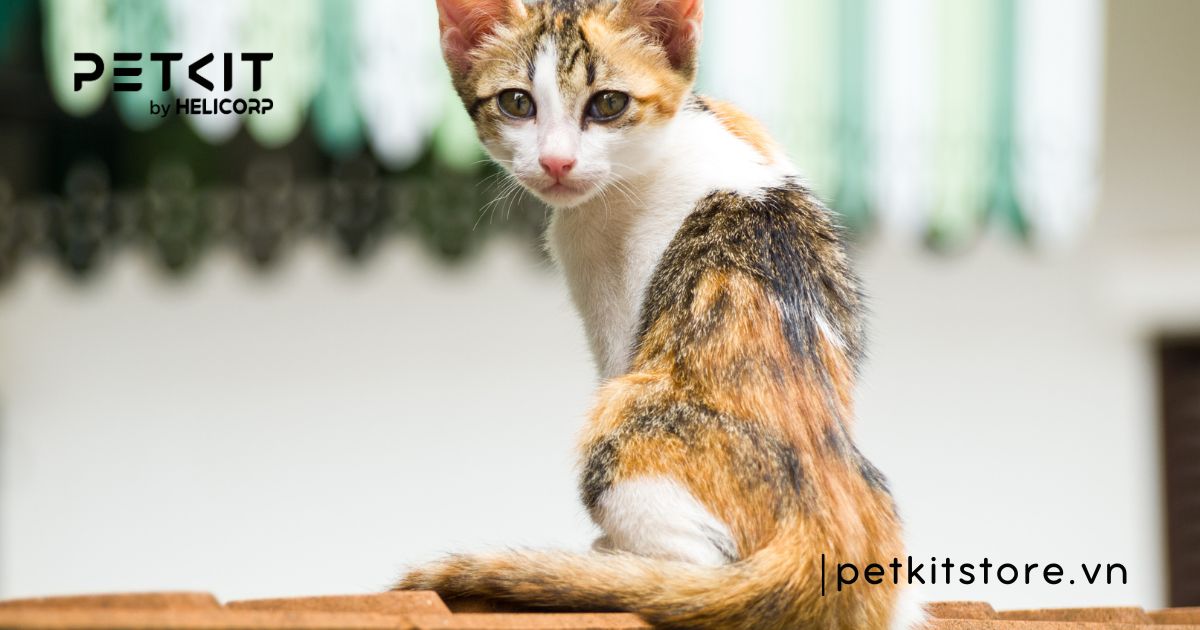 mèo có thể nhịn đói bao lâu