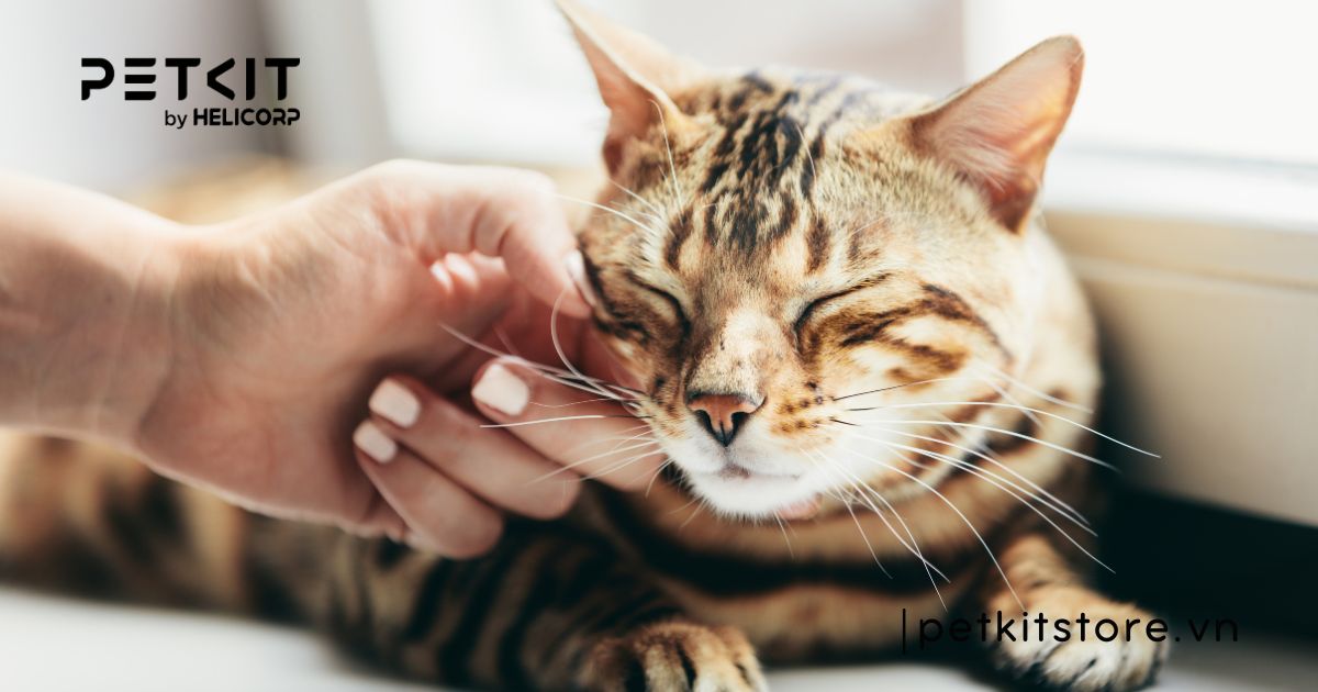 mèo có thể nhịn đói bao lâu