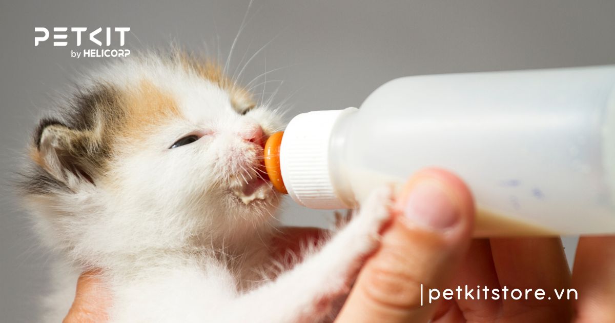 mèo con 1 tháng tuổi ăn được chưa