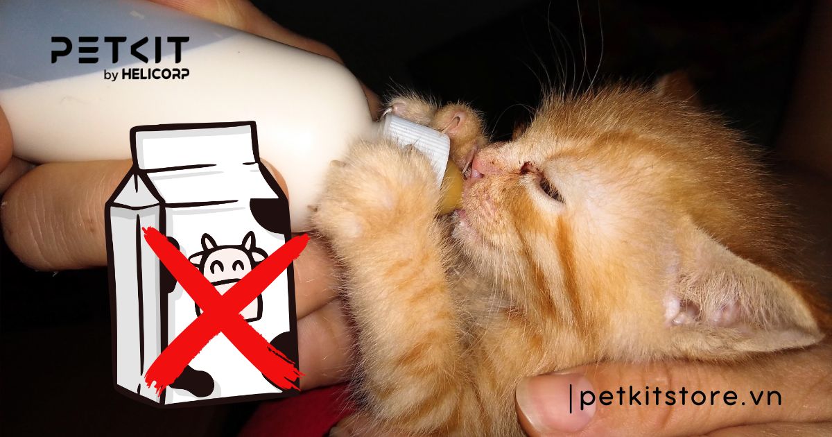 mèo con 1 tháng tuổi ăn được chưa