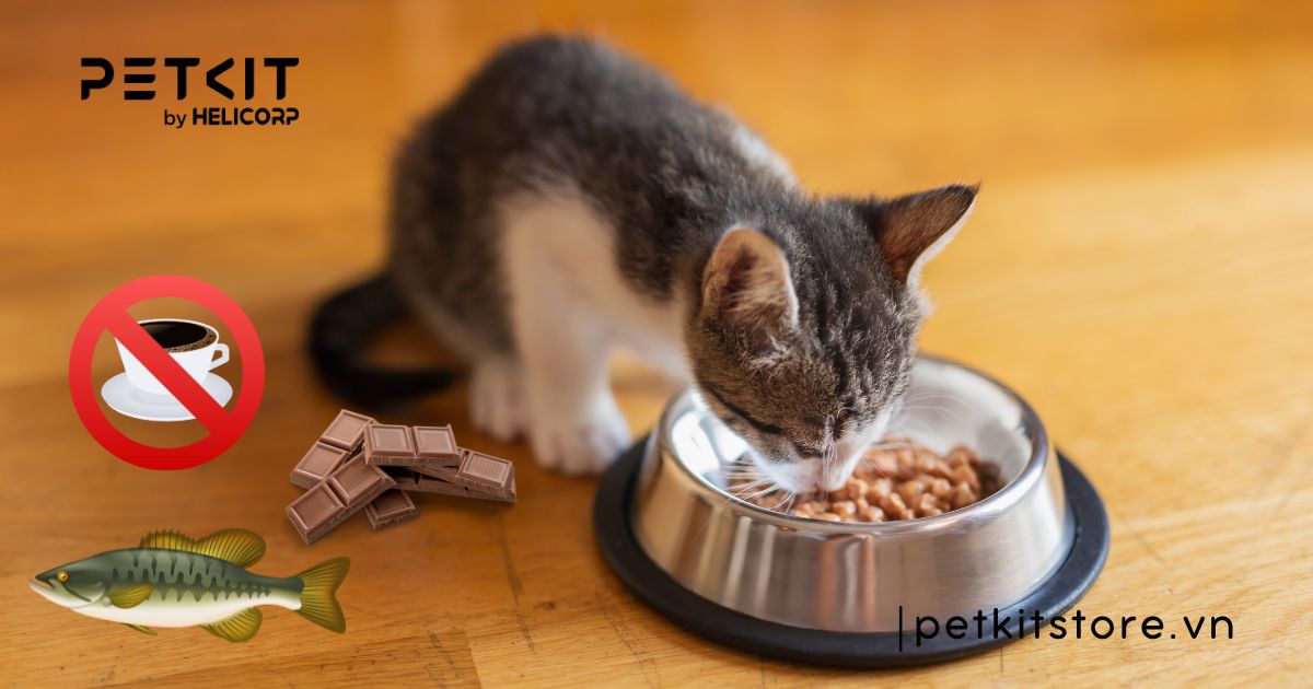 mèo con 1 tháng tuổi ăn được chưa