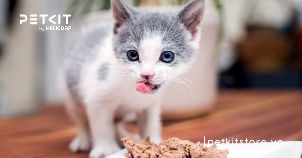 Mèo con 1 tháng tuổi bị tiêu chảy có nguy hiểm không