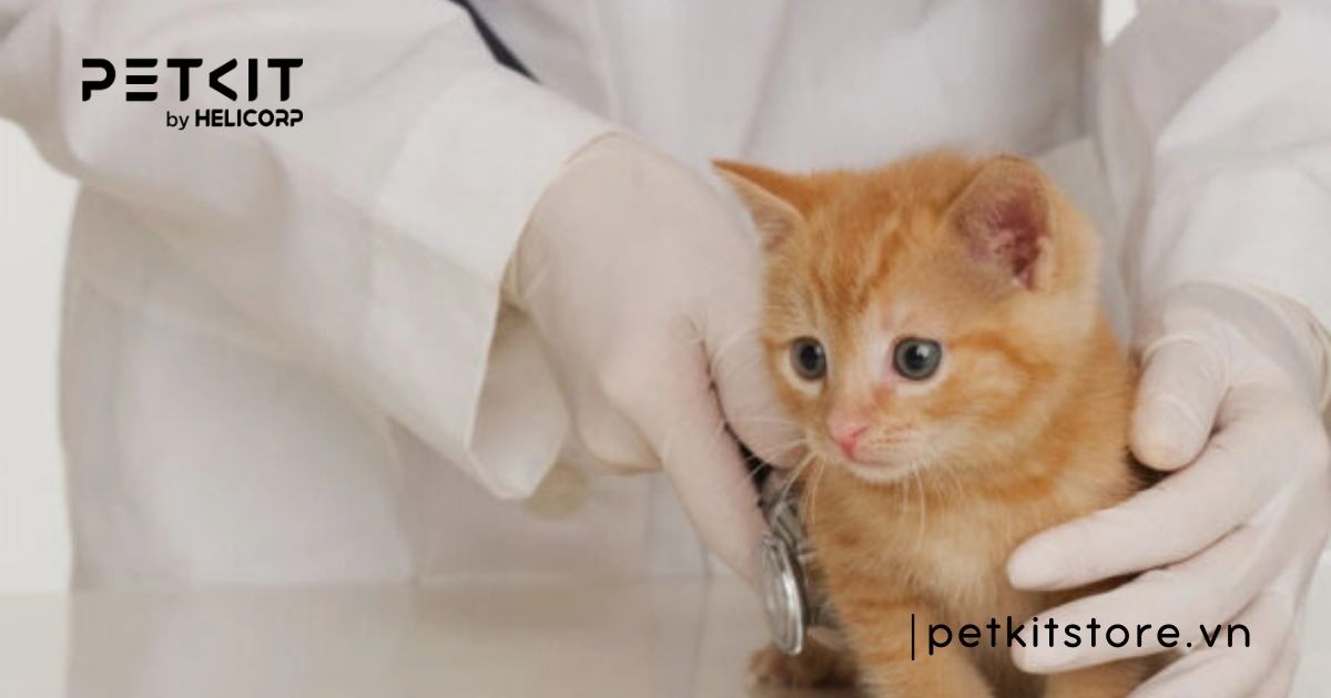 Mèo con 1 tháng tuổi bị tiêu chảy có nguy hiểm không