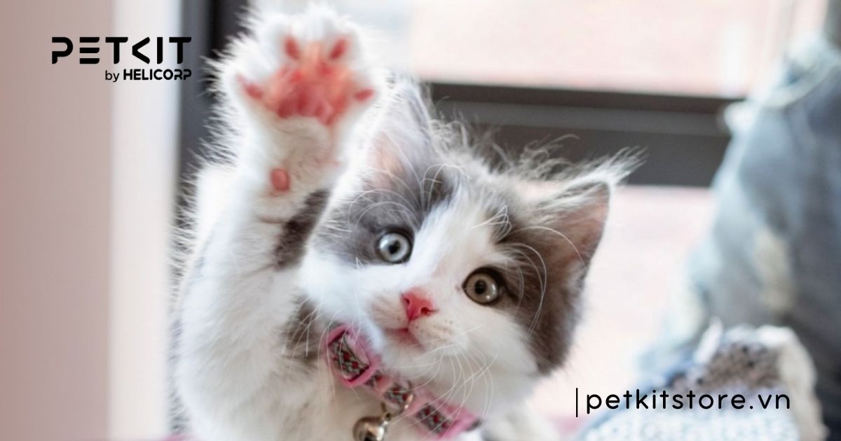 Mèo con 1 tháng tuổi bị tiêu chảy có nguy hiểm không