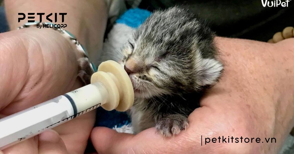 Mèo con 1 tháng tuổi bị tiêu chảy có nguy hiểm không