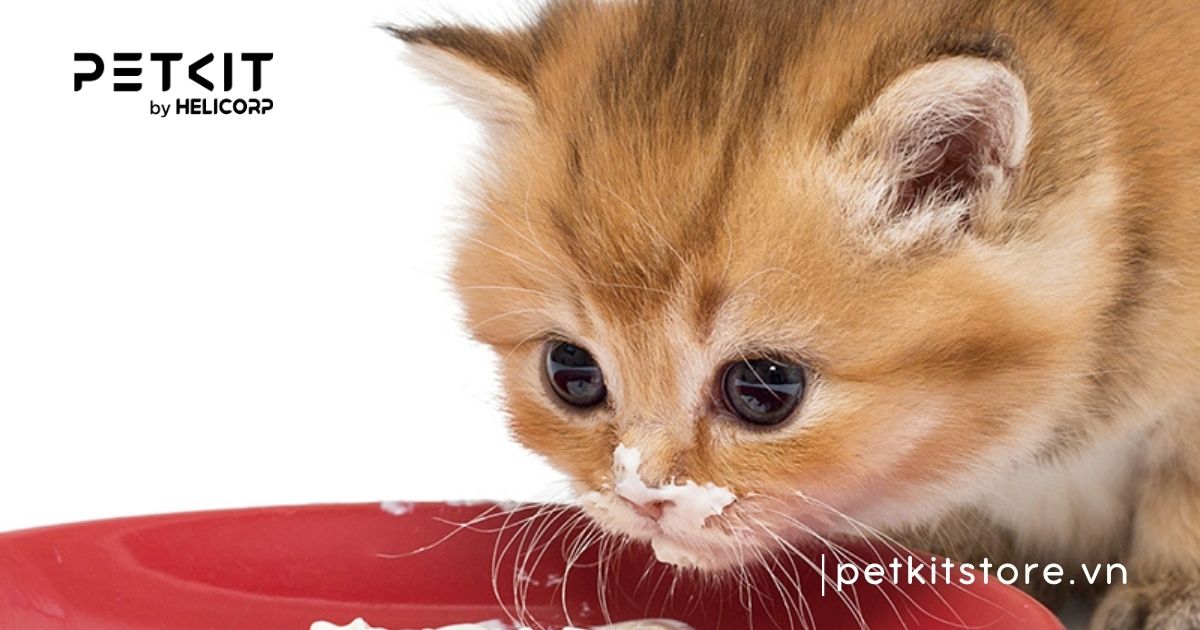 Mèo con bao giờ tắm được