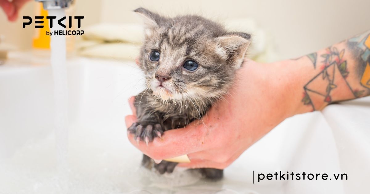 Mèo con bao giờ tắm được