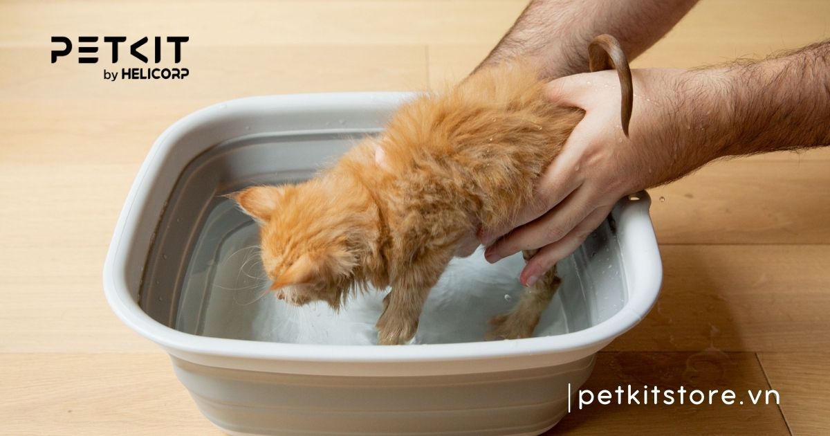 Mèo con bao giờ tắm được