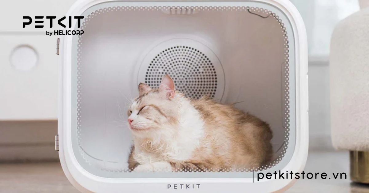 Mèo con bao giờ tắm được