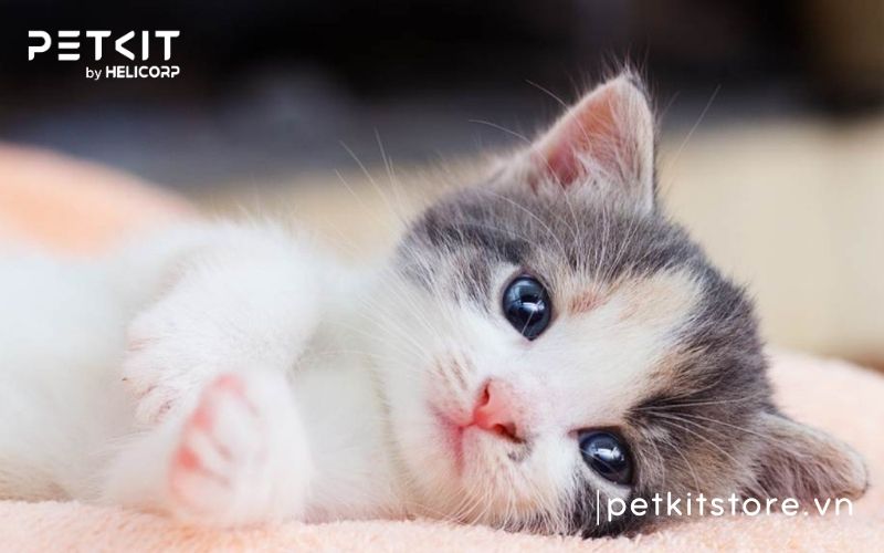 Bệnh giảm bạch cầu ở mèo con