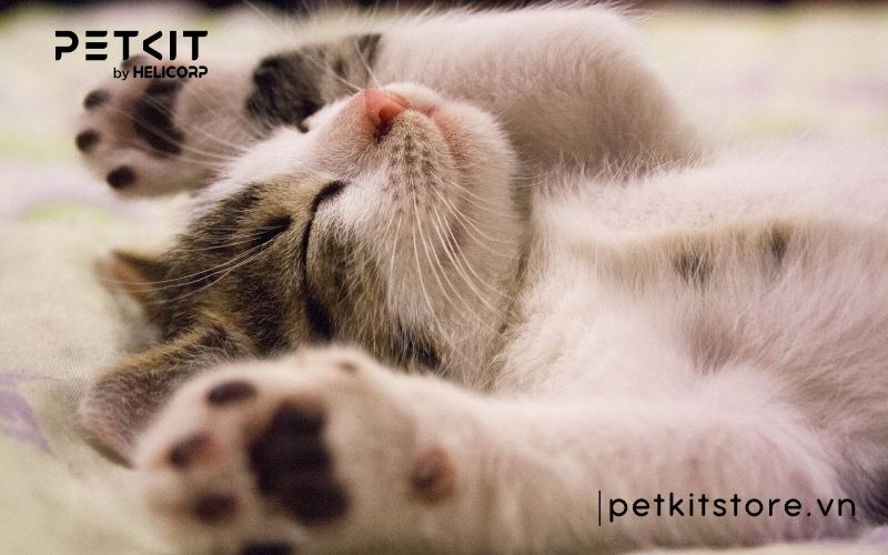 bệnh fip ở mèo lây qua đường nào