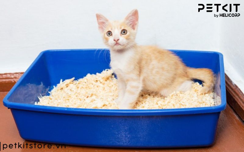 mèo đi vệ sinh mấy lần 1 ngày