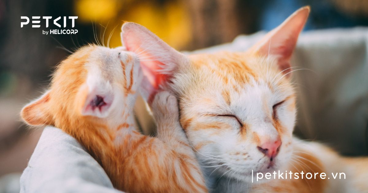 mèo không mở được mắt