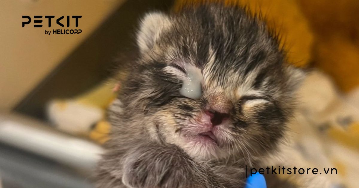 mèo không mở được mắt