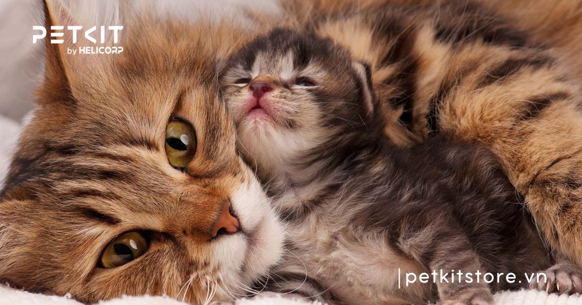 mèo không mở được mắt