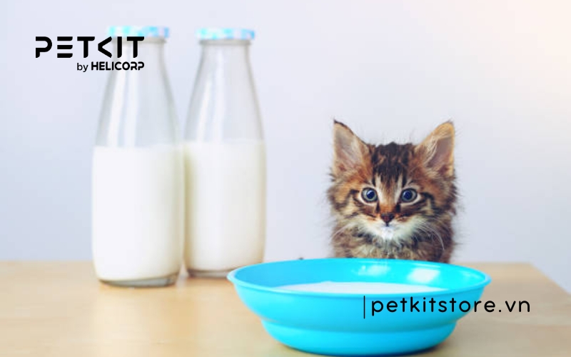 Cho mèo con uống sữa ông Thọ được không