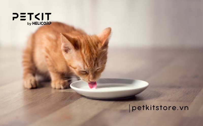 Cho mèo con uống sữa ông Thọ được không