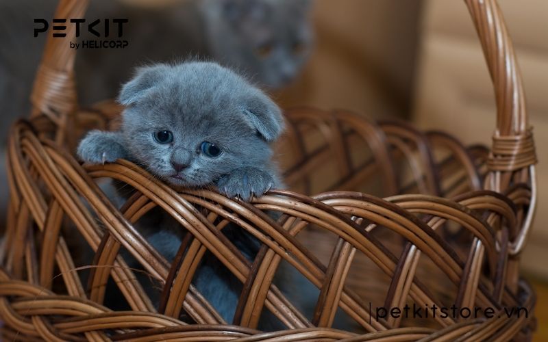 Bệnh giảm bạch cầu ở mèo có lây không