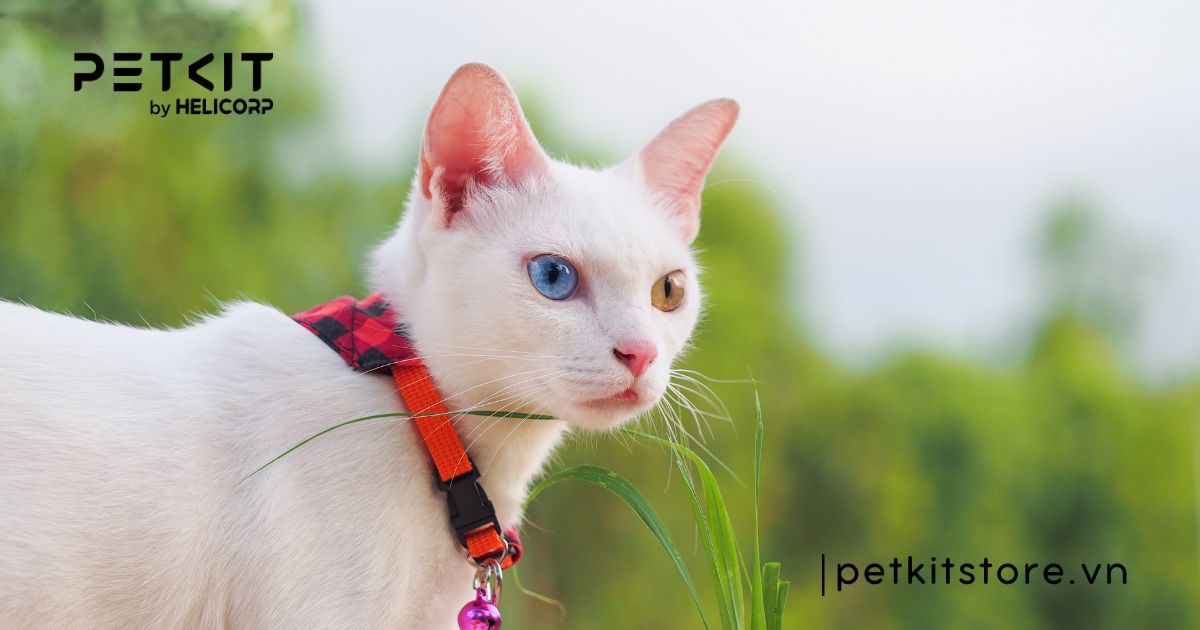 Mèo Khao Manee - mèo đắt nhất thế giới