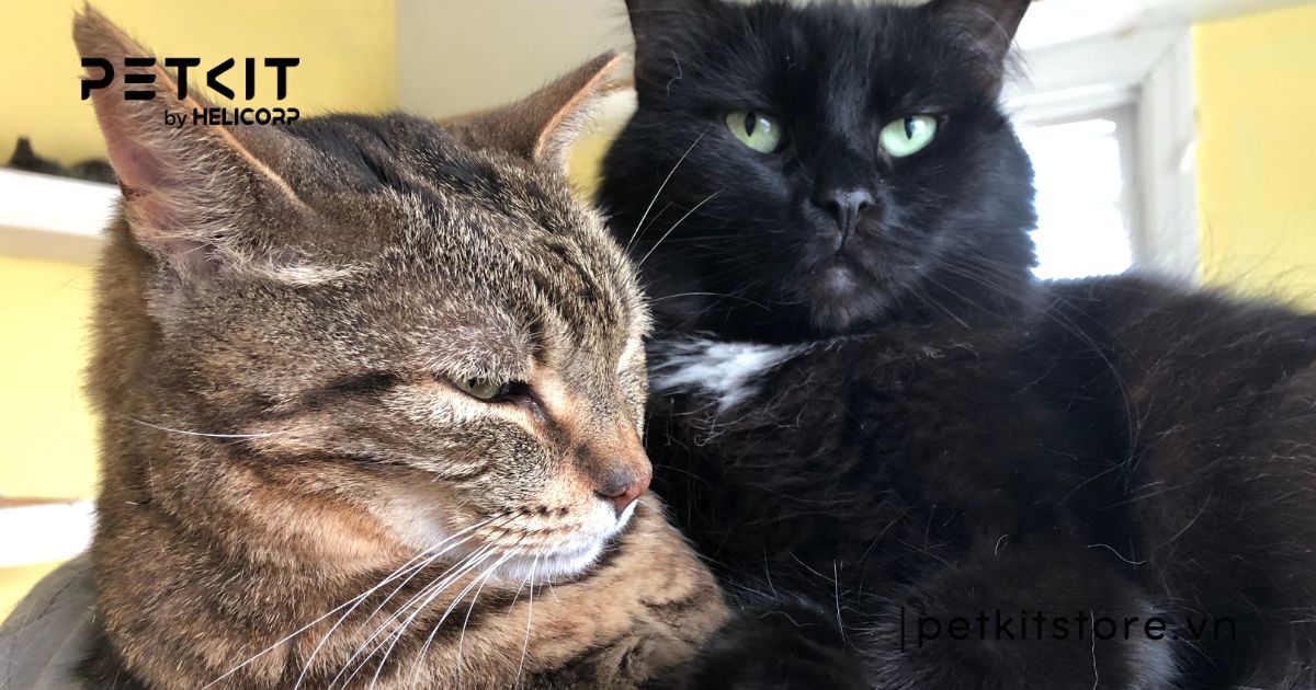 mèo đắt nhất thế giới