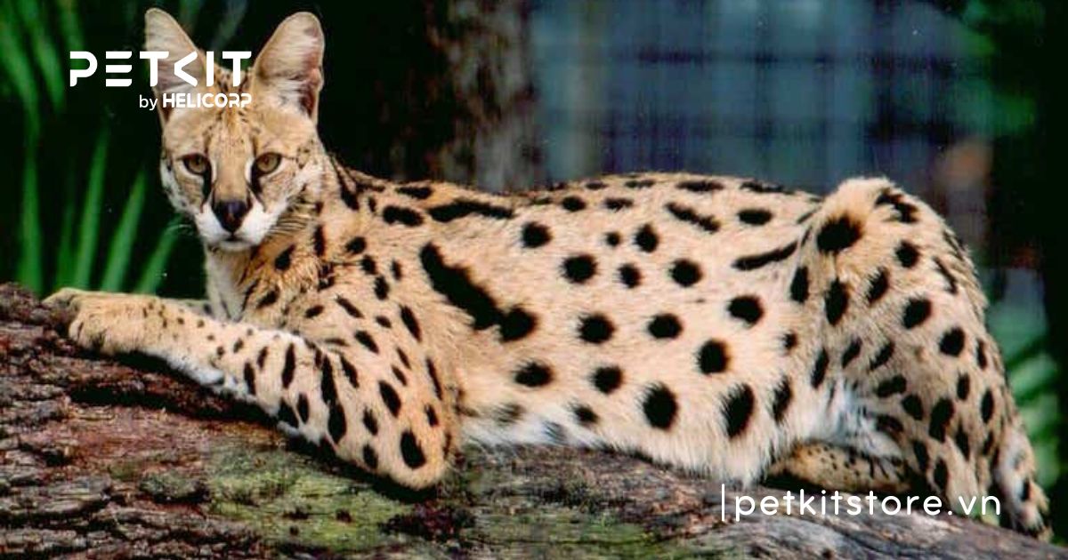 Mèo Savannah - mèo đắt nhất thế giới