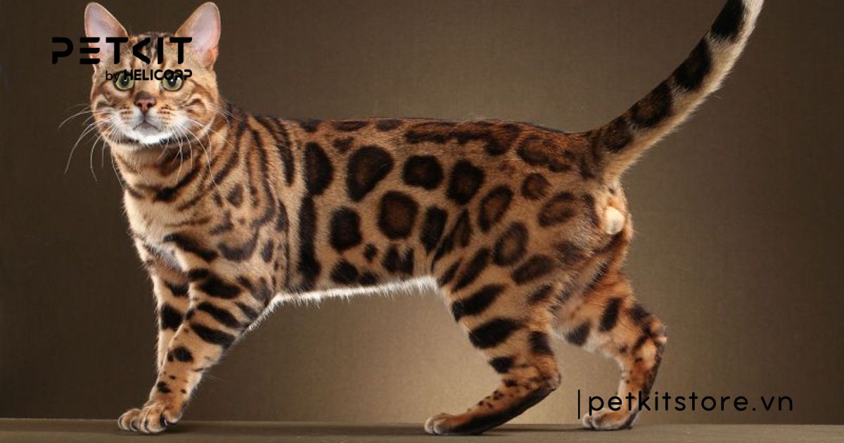 Mèo Bengal - mèo đắt nhất thế giới