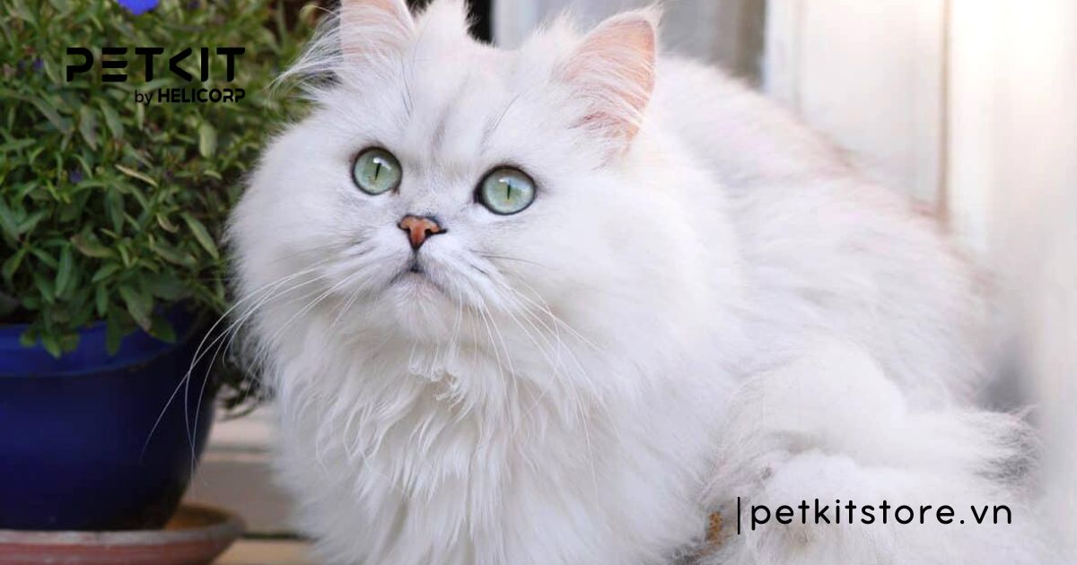 Mèo Ba Tư - mèo đắt nhất thế giới