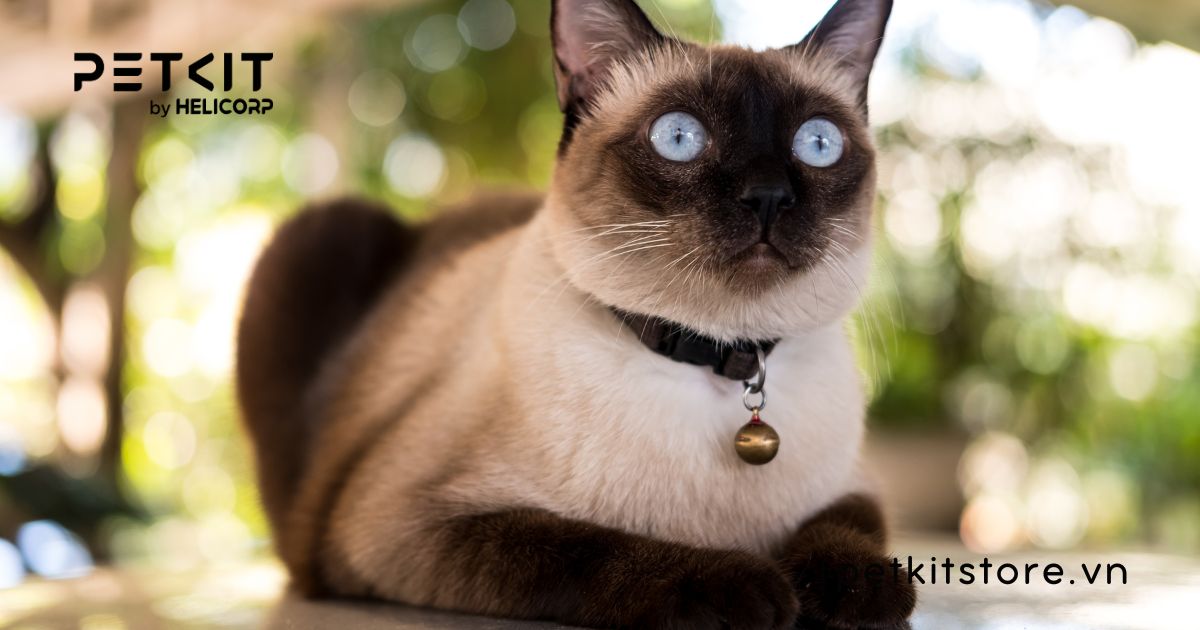 Mèo Siamese - mèo đắt nhất thế giới