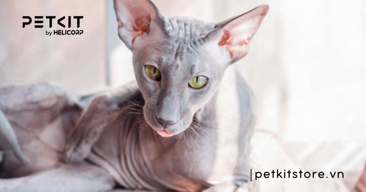 Mèo Peterbald - mèo đắt nhất thế giới