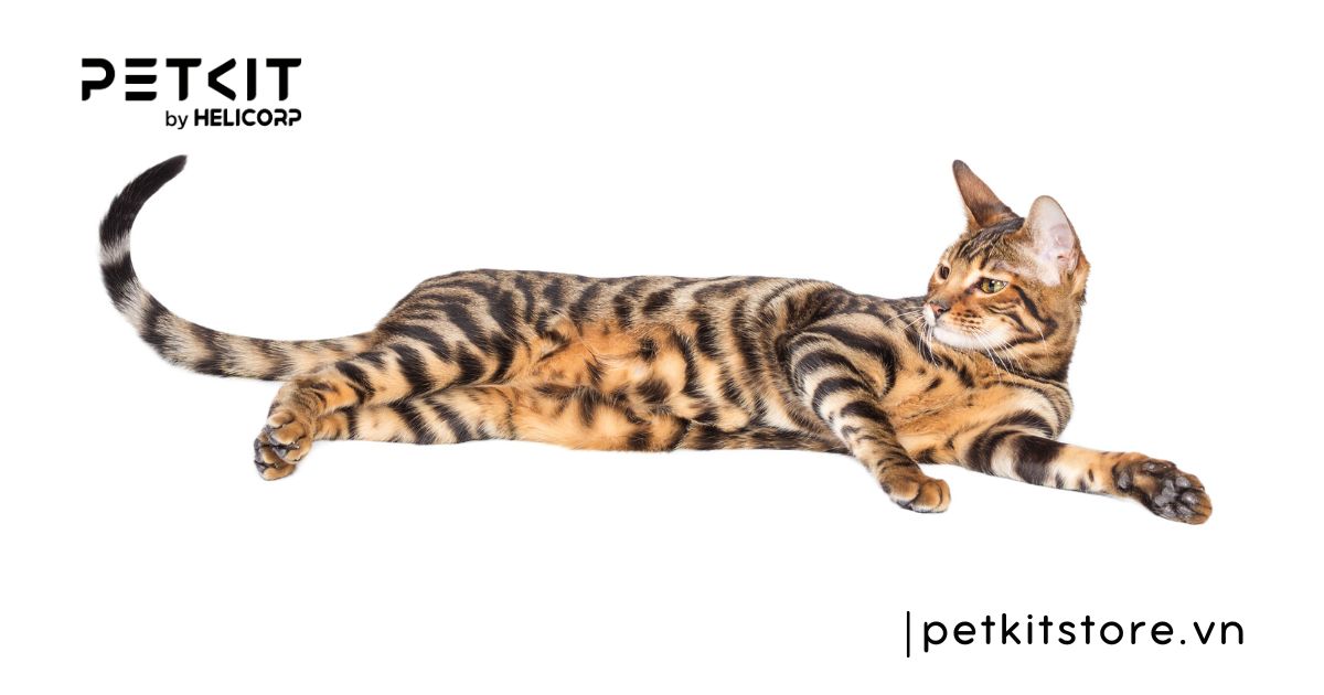 Mèo Toyger - mèo đắt nhất thế giới