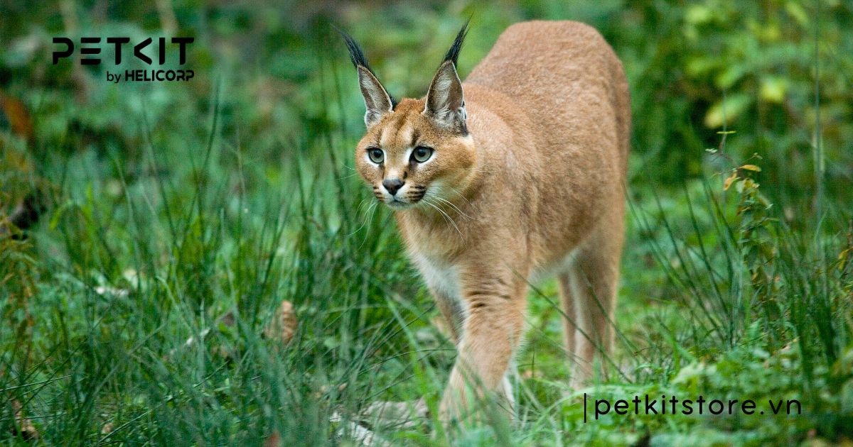 Mèo Caracal - mèo đắt nhất thế giới