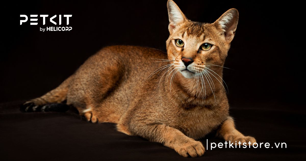 Mèo Chausie - mèo đắt nhất thế giới