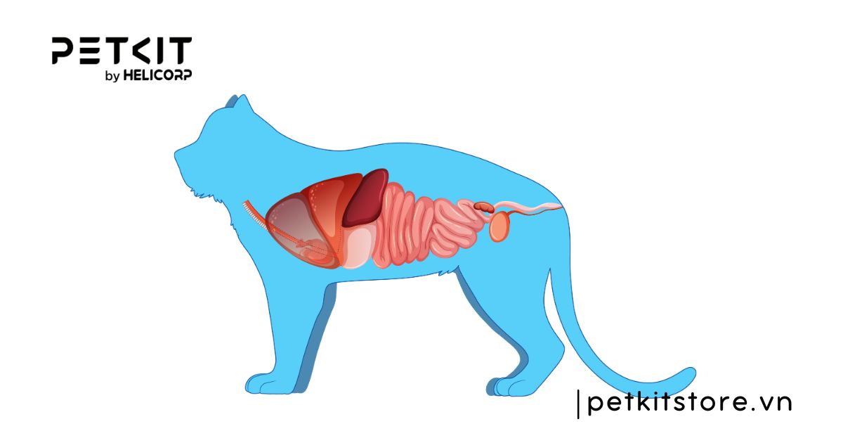 Mèo đi ngoài lỏng màu vàng có sao không