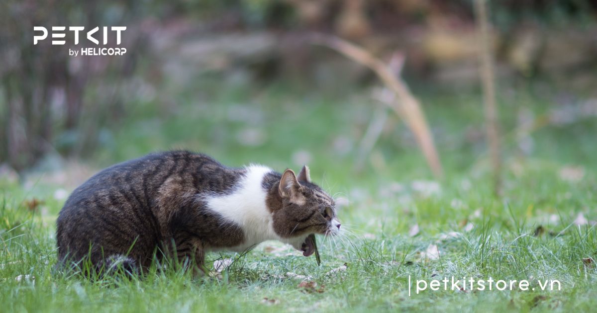 Mèo đi ngoài lỏng màu vàng có sao không