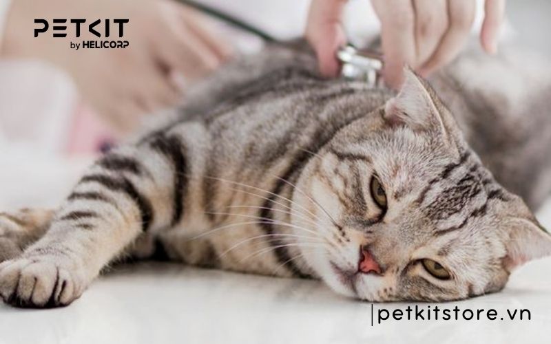 Mèo đi vệ sinh không lấp cát