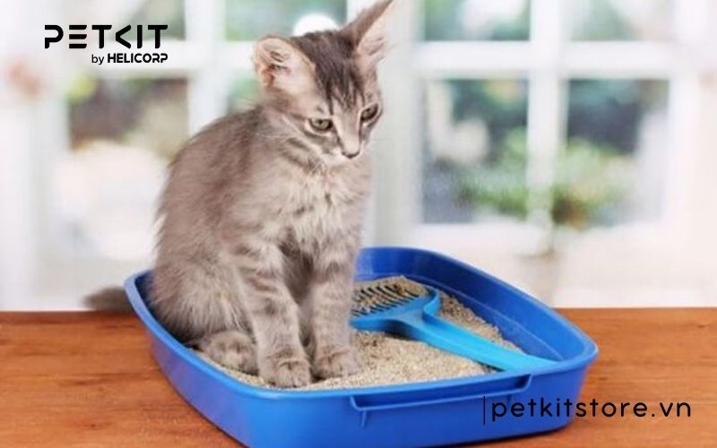 Mèo đi vệ sinh không lấp cát