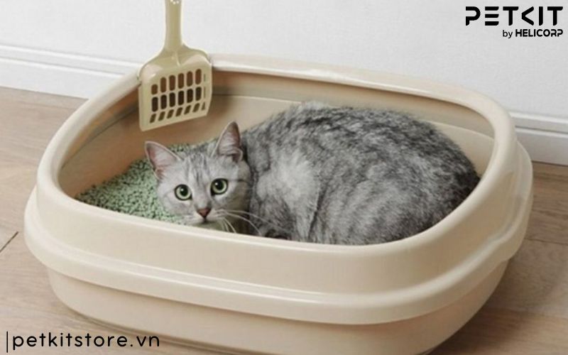 mèo đi vệ sinh mấy lần 1 ngày